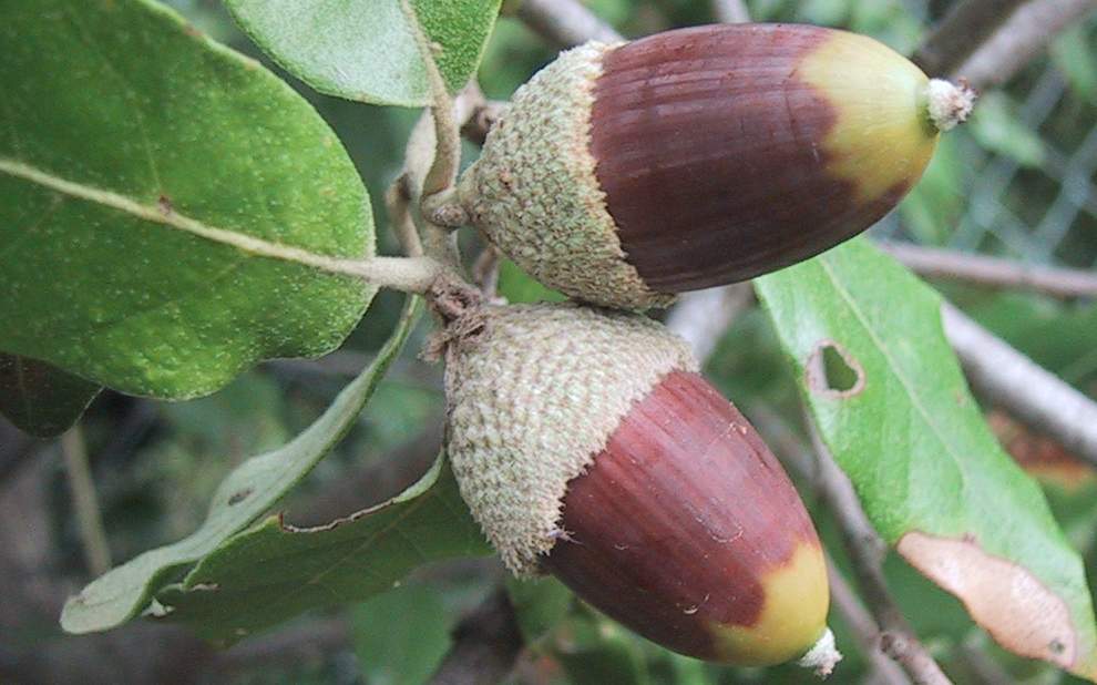 Quercus ilex / leccio